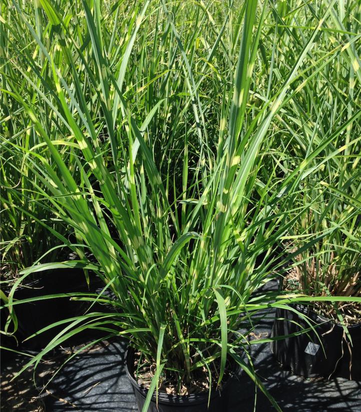 Miscanthus sinensis Strictus