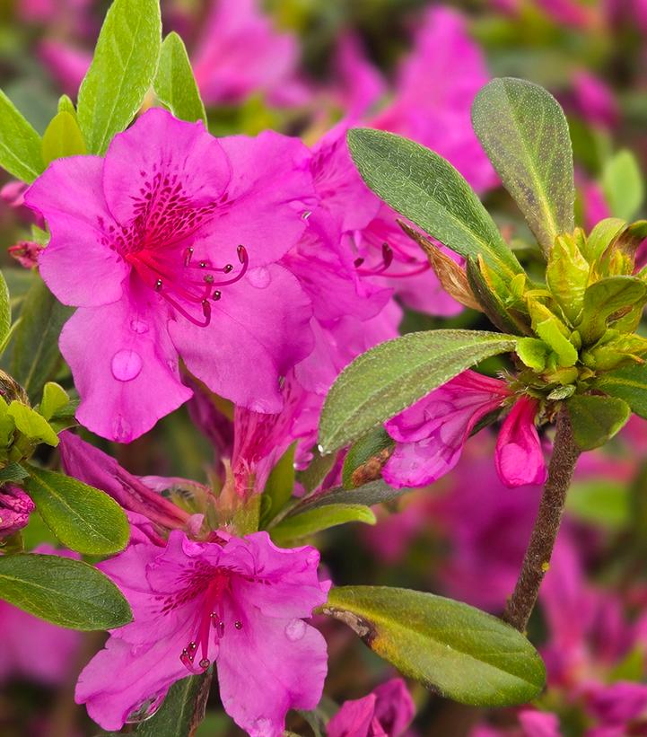 Azalea x 'Herbert'