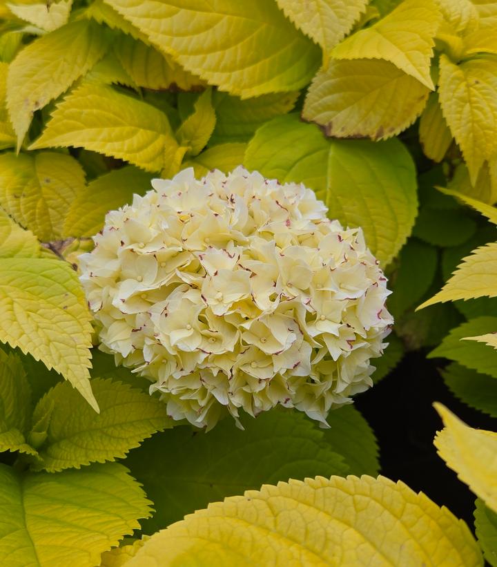 Hydrangea macrophylla 'Golden Penny'