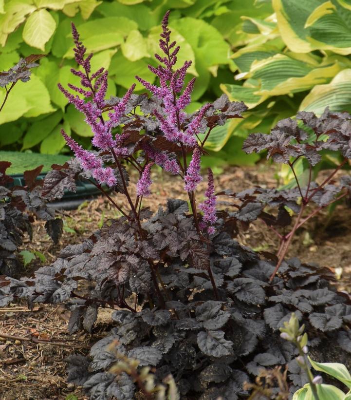 Astilbe chinensis 'Dark Side of the Moon'