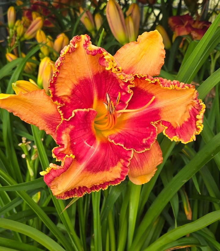 Hemerocallis Rainbow Rhythm® 'Lake of Fire'