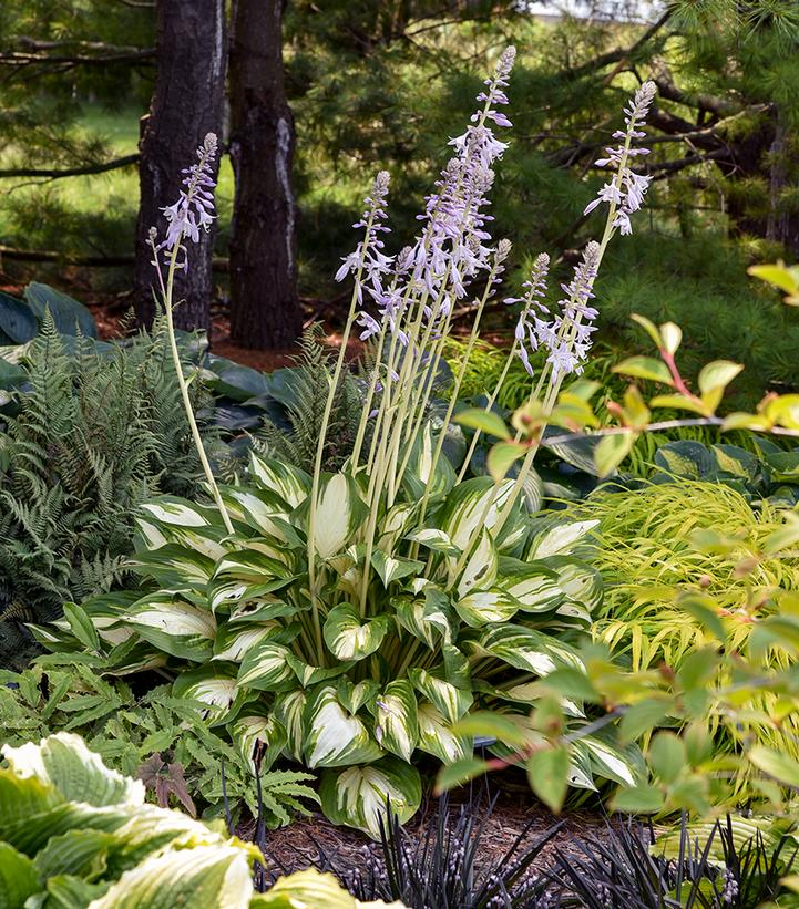 Hosta hybrid Shadowland® 'Miss America'
