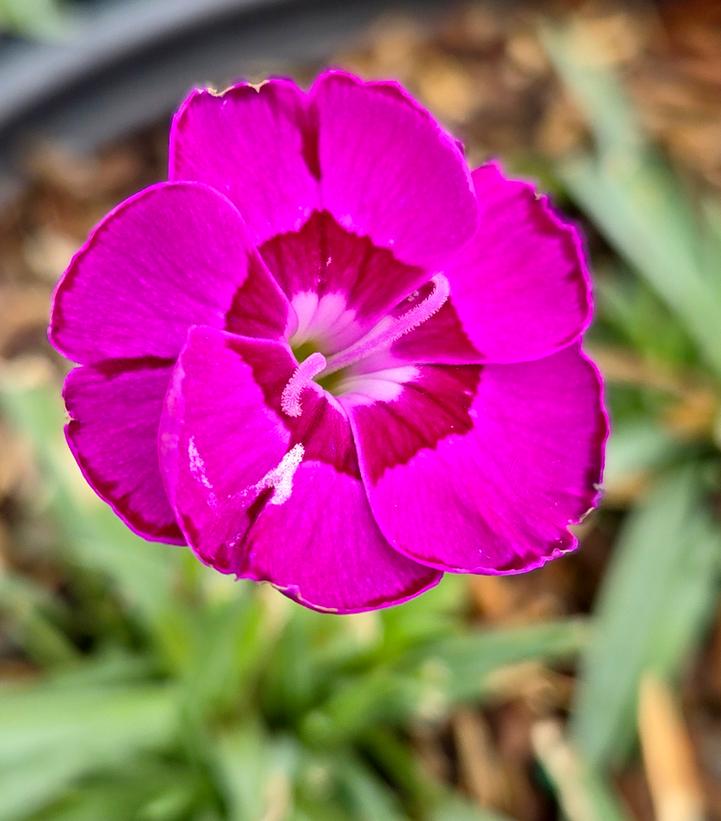Dianthus x Everlast™ Violet Blue