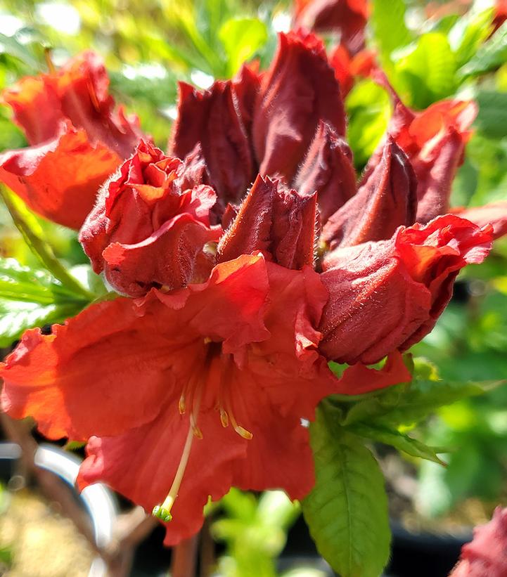 Azalea 'Red Demon'