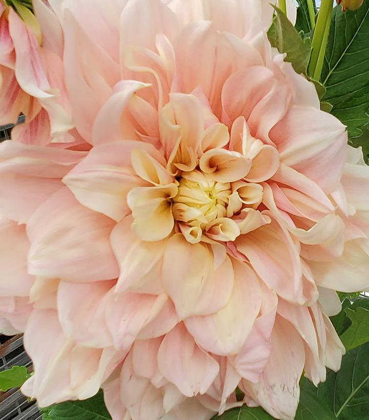Dahlia 'Break Out'