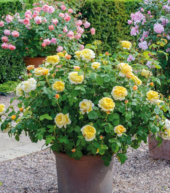 Rosa Charles Darwin®