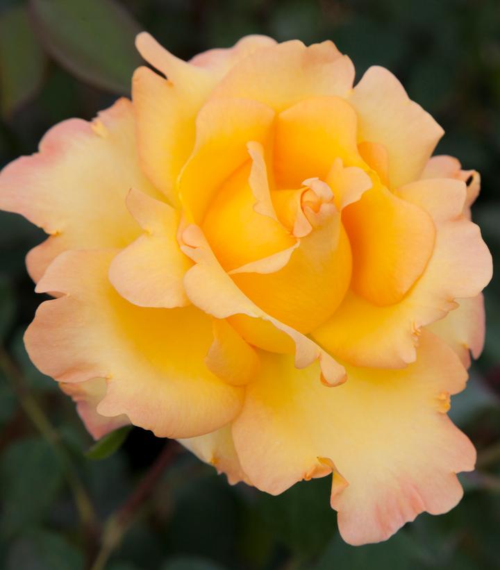 Rosa Gold Struck™