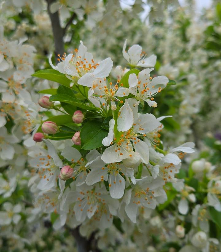 Malus sp. Sweet Sugar Tyme®