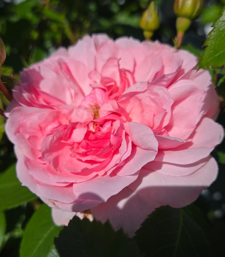 Rosa x Reminiscent® Pink