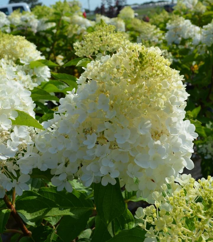 Hydrangea pan. Magical® Ruby Snow