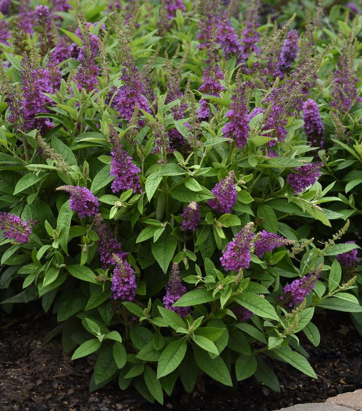 Buddleia Chrysalis™ Blue Chrysalis™ Blue Butterfly Bush from Prides