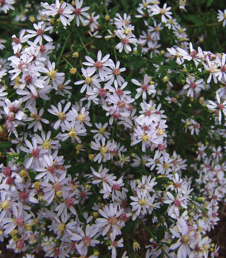 Aster cordifolius 