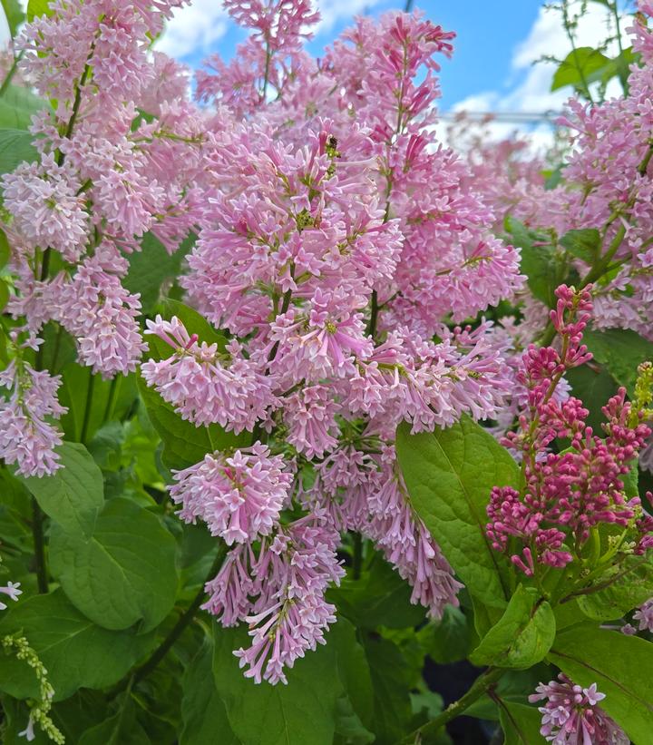 Syringa prestoniae Pinktini™