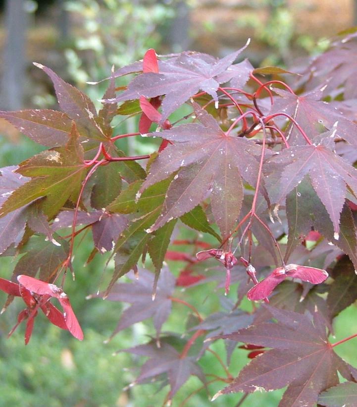 Acer palmatum Samurai Sword™
