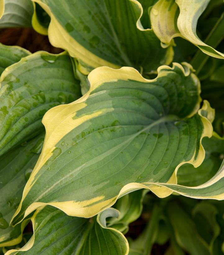 Hosta Shadowland® 'Voices in the Wind'