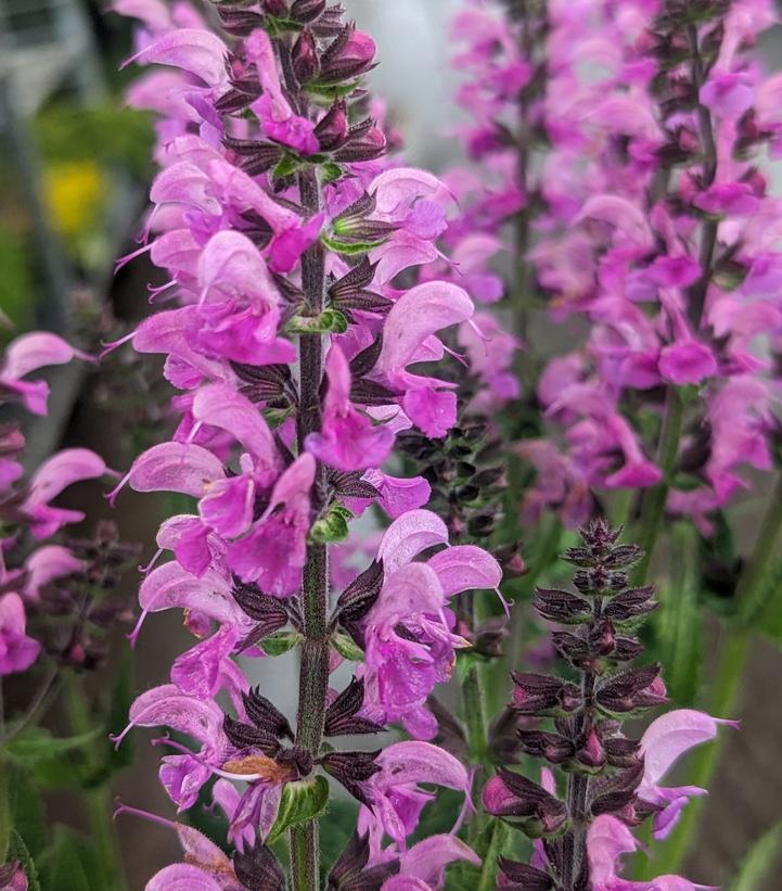 thumbnail image 2 of 50 Back To The Fuchsia Salvia Seeds - Perennial Flower Seeds, Fresh, US Seller 2 of 6