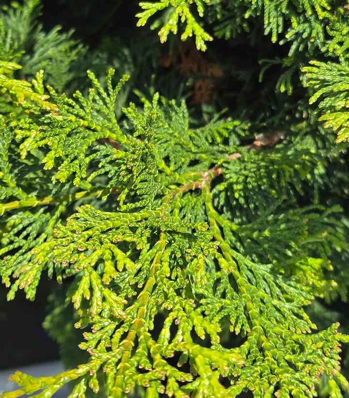 Chamaecyparis obtusa 'Wells Special'