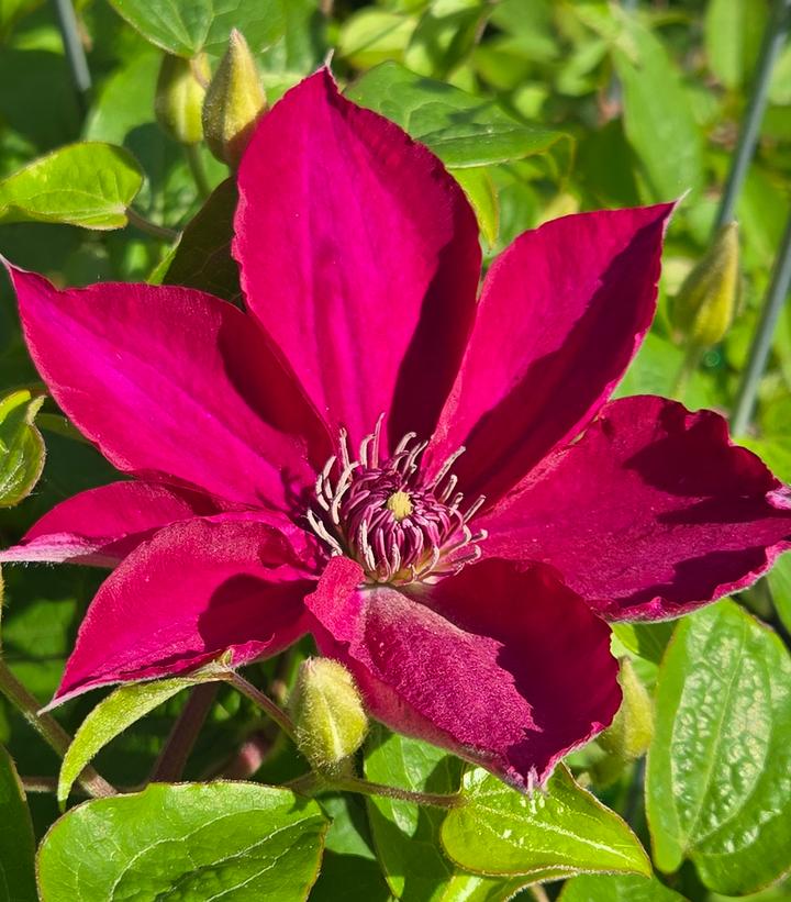 Clematis x Garland® Tekla™