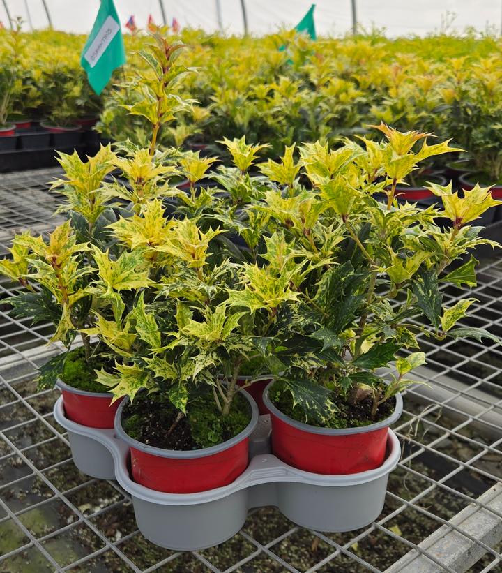 Osmanthus heterophyllus Goshiki