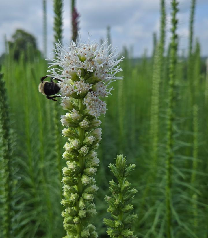 Liatris spicata 'Alba'