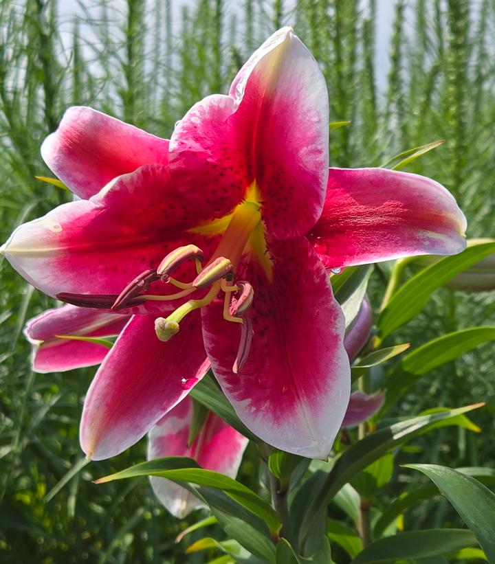 Lilium orientalis 'Stargazer'