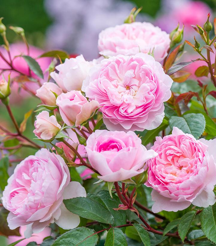 Rosa Silas Marner®