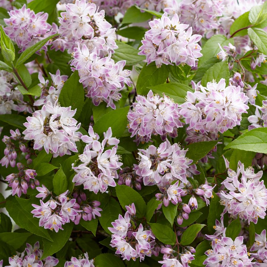 Image of Deutzia Raspberry Sundae shrub with butterfly