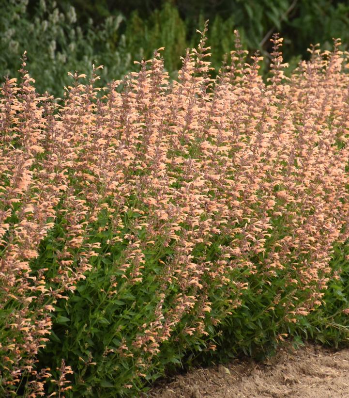 Agastache x Meant to Bee™ Queen Nectarine