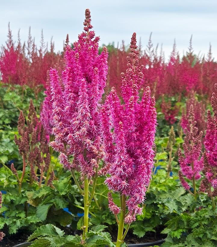 Astilbe chinensis You and Me Always®