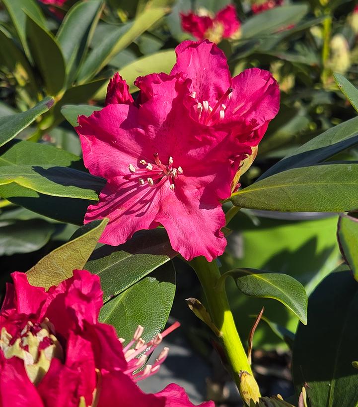 Rhododendron Holden's™ Red
