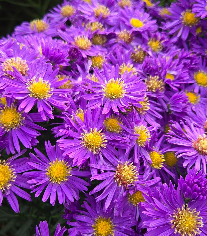 Aster novae-angliae Kickin® Purple