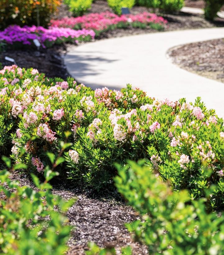 Rhododendron hirsutum x micrantha Bloombux® Blush