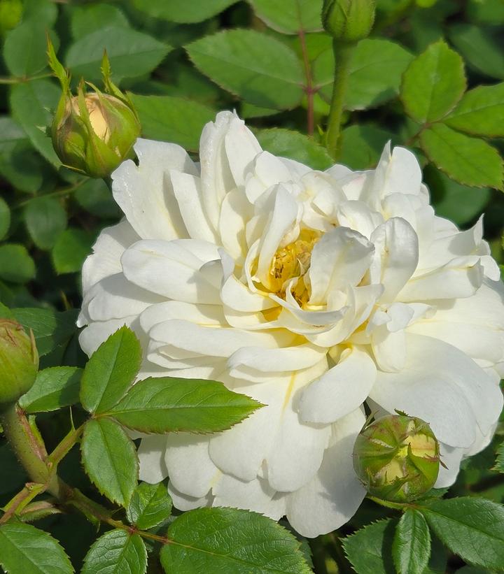 Rosa Nye Bevan™