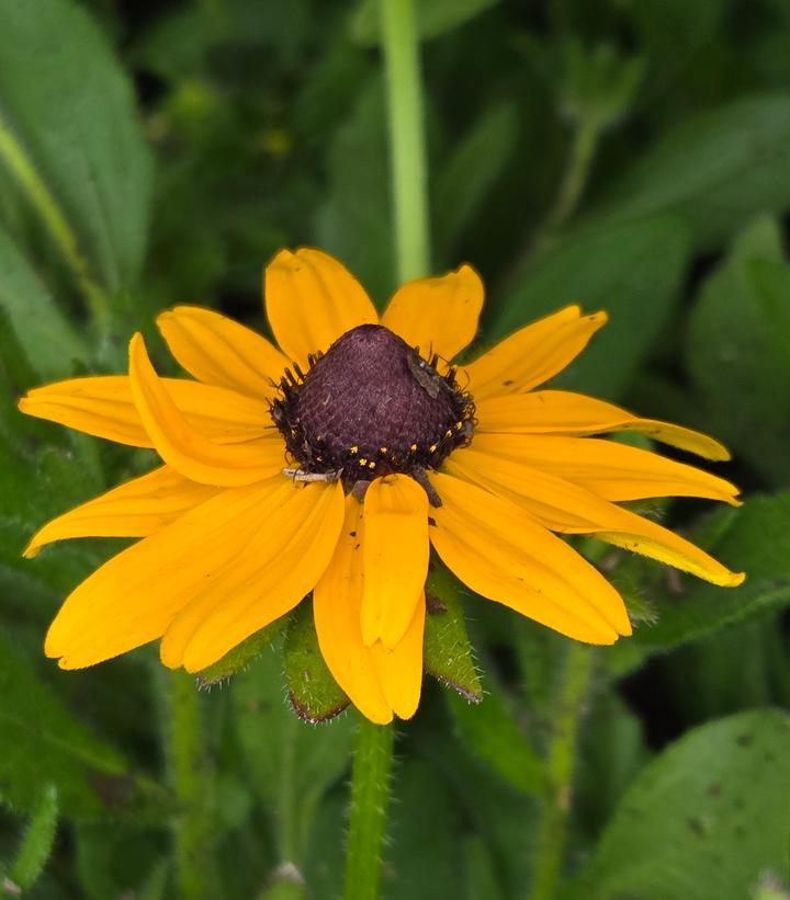 Rudbeckia hirta 