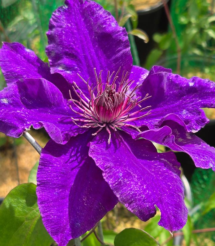 Clematis x 'The President'