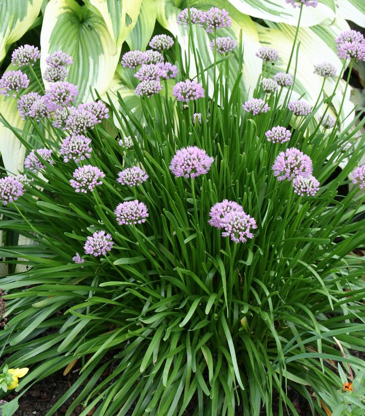 Allium lusitanicum 'Summer Beauty'