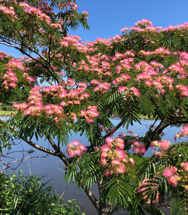 Albizia julibrissin 