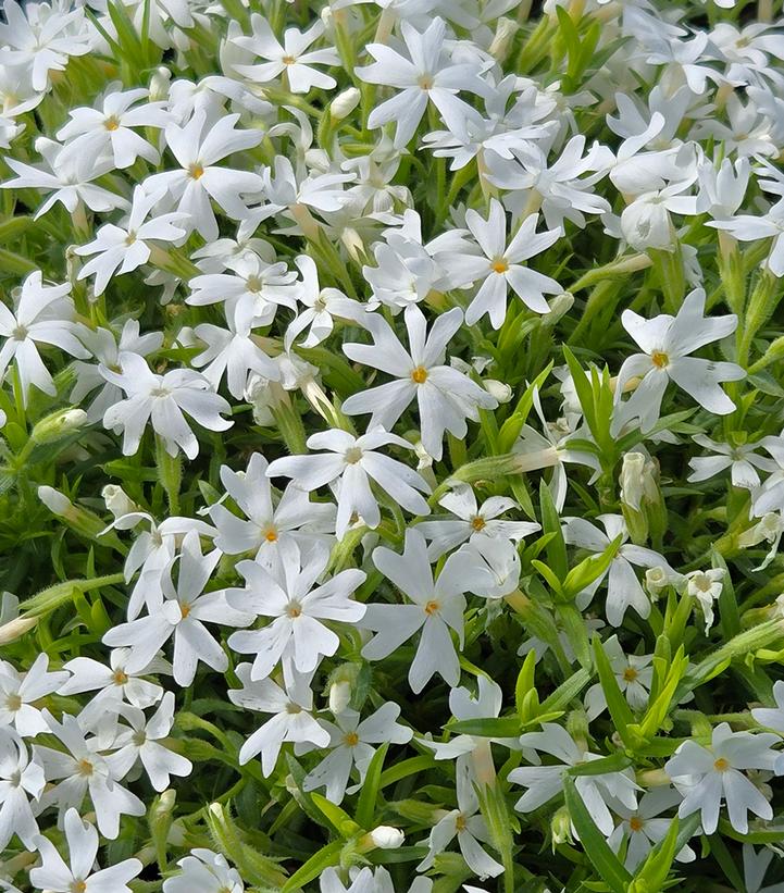 Phlox subulata 'Snowflakes'