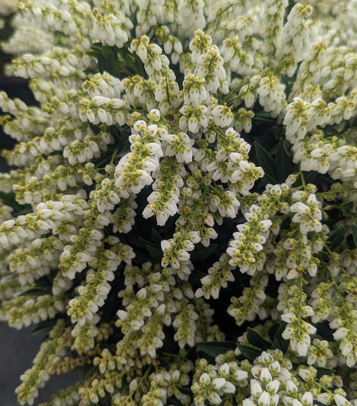 Pieris jap. yak. 'Prelude'