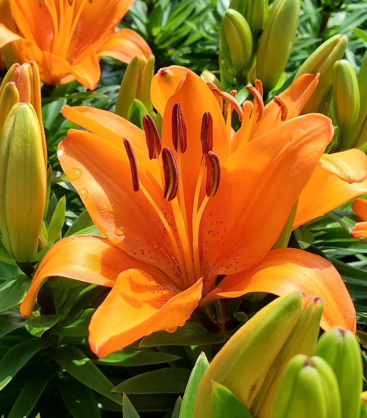 Lilium asiatic 'Matrix Orange' Matrix Orange Asiatic Lily from Prides