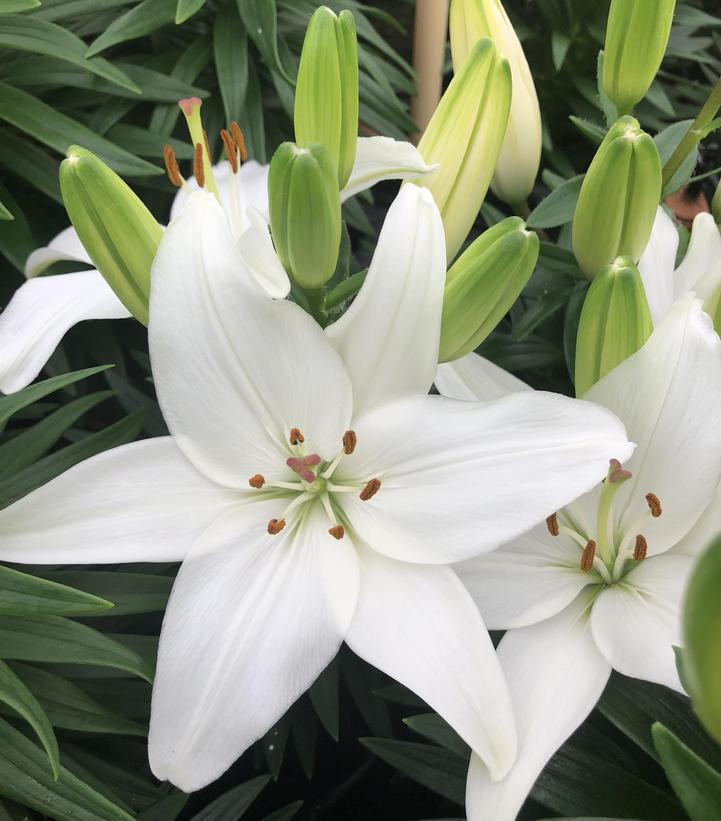Lilium asiatic 'Sparkling Joy' Sparkling Joy Asiatic Lily from Prides