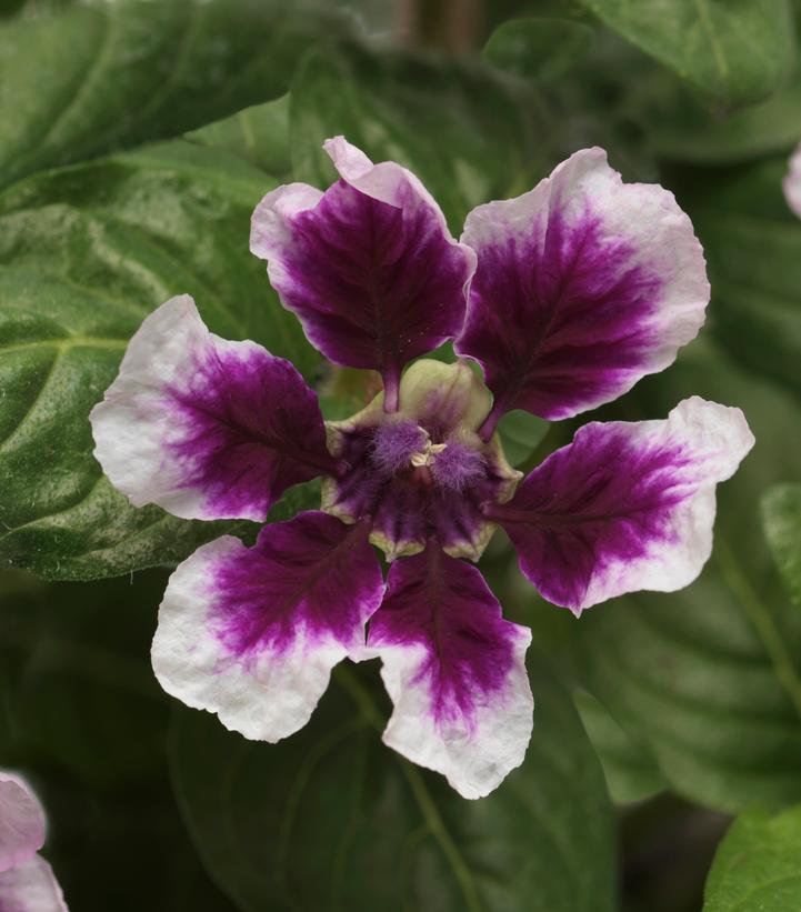 Cuphea Sweet Talk™ Lavender Splash