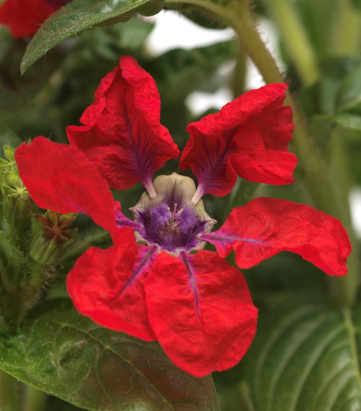 Cuphea Sweet Talk™ Red