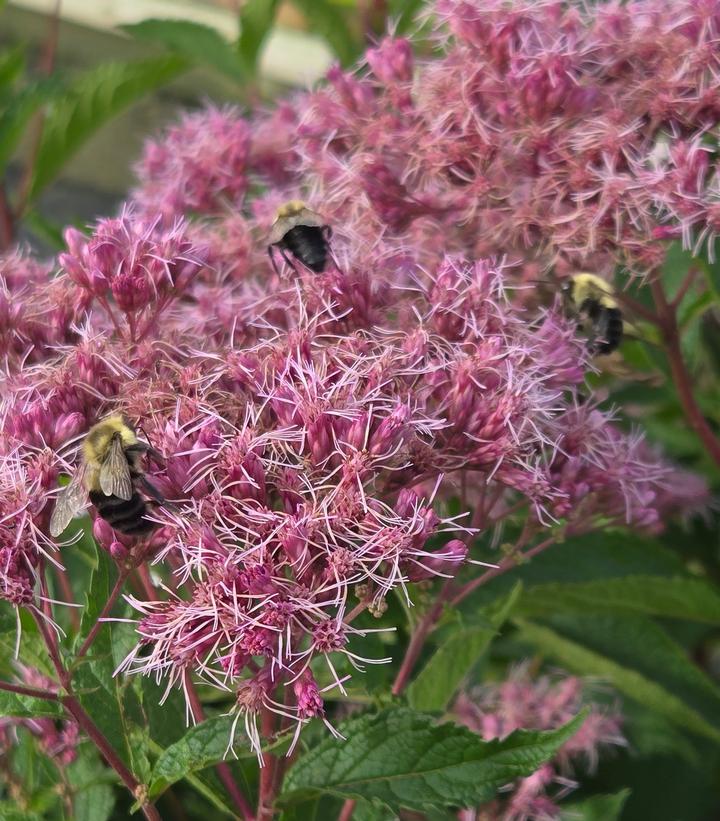 Eupatorium dubium 'Little Pye'
