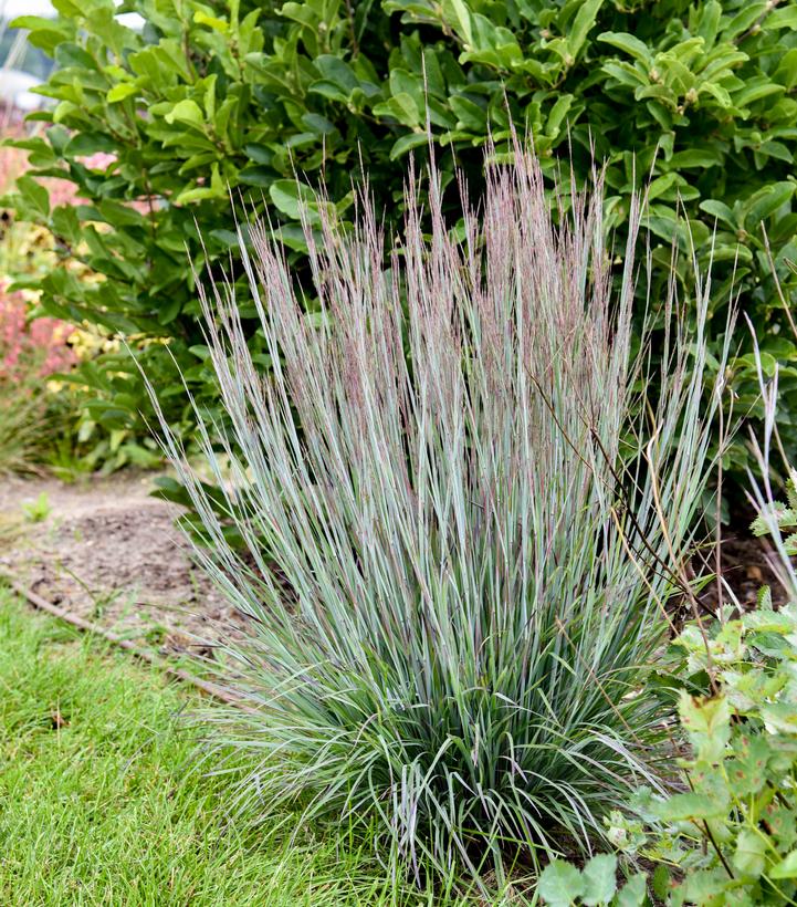 Schizachyrium scoparium PRAIRIE WINDS® 'Brush Strokes'