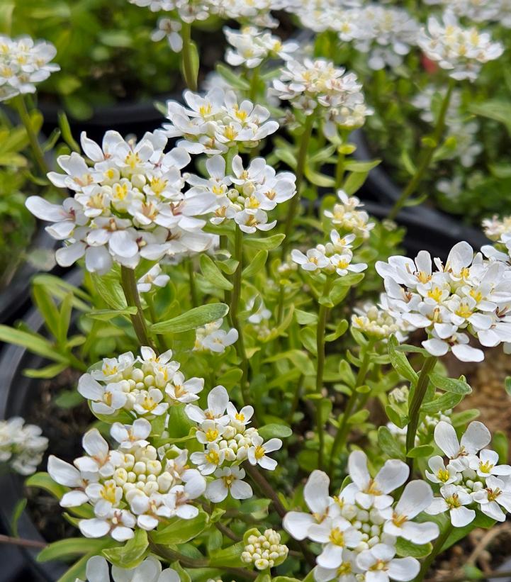 Iberis sempervirens Snowdrift™