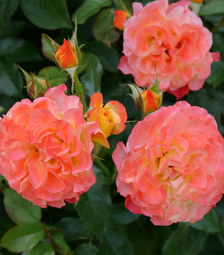 Rosa x Oso Easy En Fuego™
