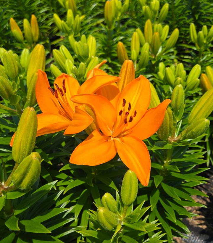 Lilium asiatic Fantasiatic Orange