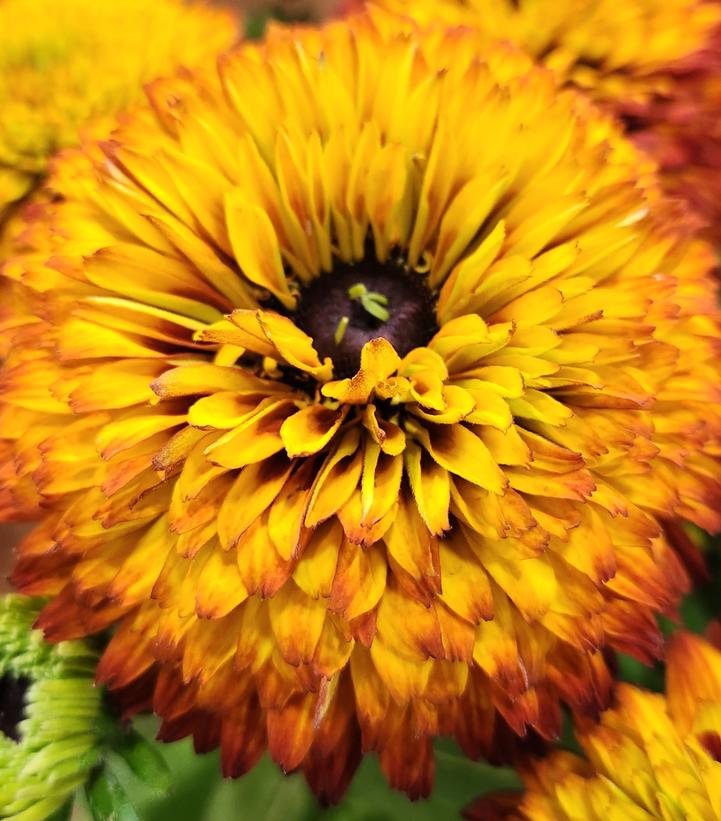 Rudbeckia hirta Solar Sisters™