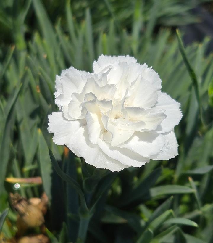 Dianthus x Fruit Punch® Whipped Cream
